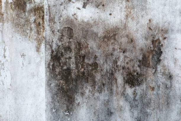 Best Mold Remediation for Healthcare Facilities  in Sherrill, NY