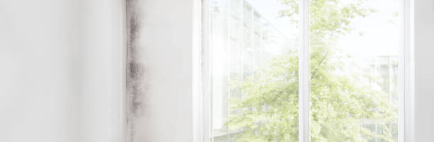 Best Post-Construction Mold Inspection  in Sherrill, NY