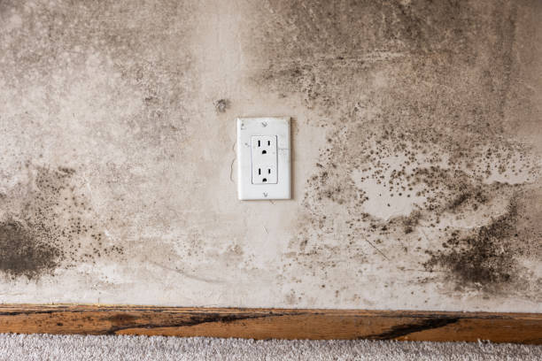 Mold Remediation for Rental Properties in Sherrill, NY